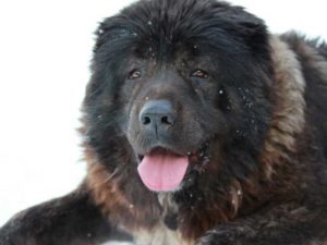 Wolfhound trăsături de caracter câine, descriere, fotografie