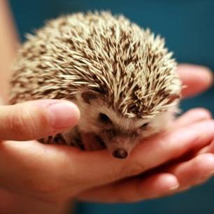 Cuprins condiții Hedgehog, îmblânzire, hrănire, mersul pe jos, igiena (alimentare) Cuprins condiții Hedgehog, îmblânzire, hrănire, mersul pe jos, igiena