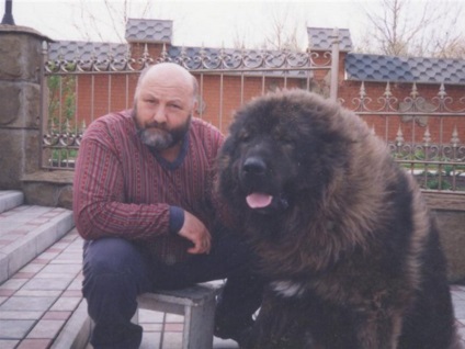Cuprins ogar descriere rasa, de îngrijire, fotografii de câini (câine rasa Irish Wolfhound fotografie caucazieni) Cuprins Wolfhound descriere rasa, de îngrijire, fotografii de câini