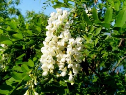 Sophora japonica - tinctura pentru sanatatea ta (Sophora) Sophora japonica - tinctura pentru sanatatea ta
