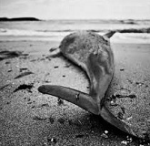 Interpretarea vis prinde un pește mare într-un vis, ceea ce un vis pentru a prinde un pește mare (captură) Interpretarea vis prinde un pește mare într-un vis, ceea ce un vis pentru a prinde un pește mare