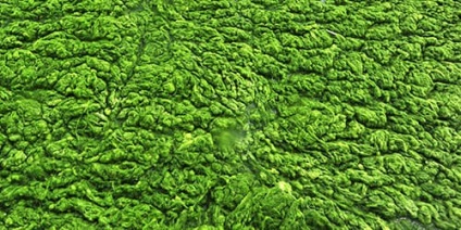 Interpretarea de vis verde de apă, la care viseaza la apa verde, într-un vis (ce) Interpretarea de vis verde de apă ce vis vis de apă verde