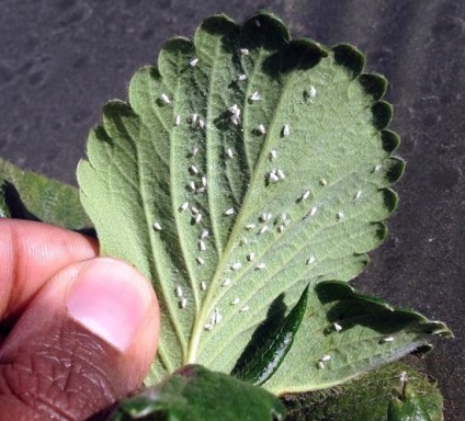 Remediu pentru whiteflies (whitefly) Remediu pentru muște albe