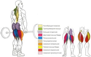 Devine baza de pofta, sport și sănătate (formare) fundații deadlift, sport și sănătate