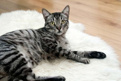 Sterilizați o pisică sau nu argumente pro și contra, vârsta la care vă poate oferi sfaturi medici veterinari (sterilizate) Sterilizați o pisică sau nu argumente pro și contra, vârsta la care poate oferi sfaturi de medici veterinari