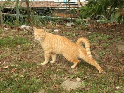 pisici calde (pisici) pisici calde