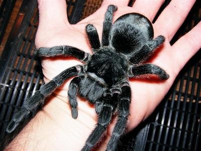 Terariu cu mâinile lor - forum Homebrew (cușcă cu mâinile) Terariu cu mâinile lor - Forumul Homebrew