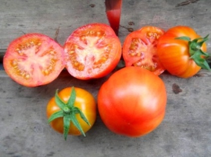 soiuri de tomate Descriere Sanka, fotografii și recenzii (sanka) soiuri de tomate Sanka descriere, fotografii și recenzii