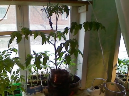 Comentarii tomate (tomate caracatiță f1) Tomate comentarii caracatiță f1