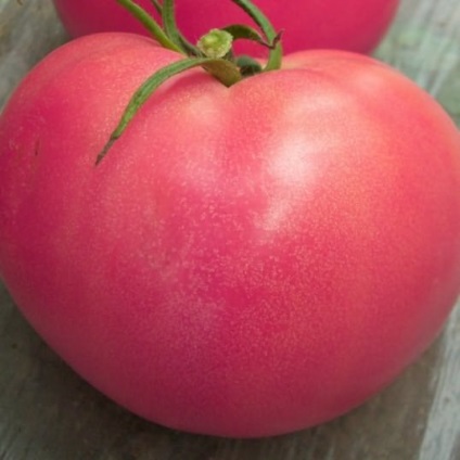 Comentarii tomate caracatiță (f1 review-uri) Tomate comentarii caracatiță f1