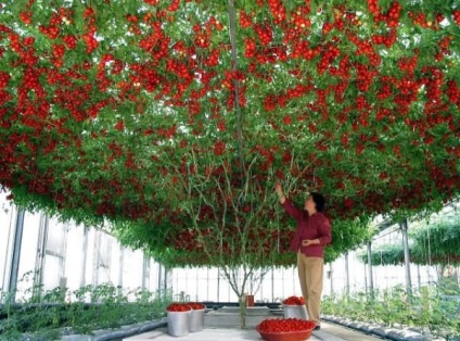Comentarii tomate caracatiță f1 (caracatiță) Tomate comentarii caracatiță f1