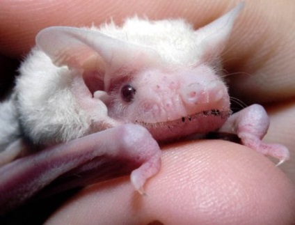 Top 10 albinos rare și frumoase (singura imagine de leopard albinos) Top 10 albinos rare și frumoase