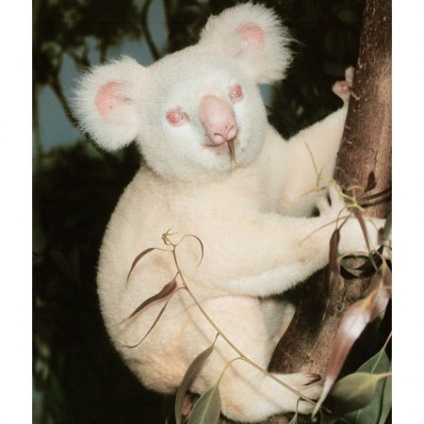 Top 10 albinos rare și frumoase (animale albinoase) Top 10 albinos rare și frumoase
