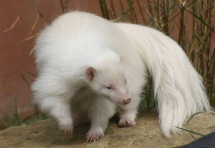 Top 10 albinos rare și frumoase (albinos rare) Top 10 albinos rare și frumoase