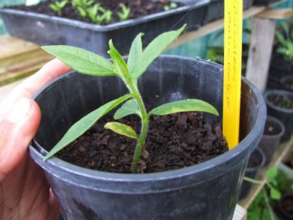 Napi - cultivarea și îngrijirea la cabana (dacha) Napi - cultivarea și îngrijirea țării