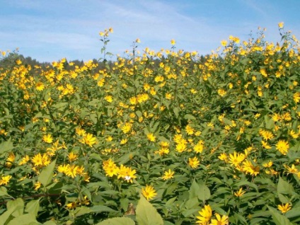 Napi - cultivarea și îngrijirea țării (în creștere) Napi - cultivarea și îngrijirea țării