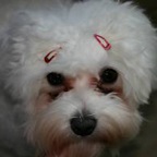 Produse pentru animale de companie, malteză (îngeri ochi) Produse pentru animale de companie, malteză