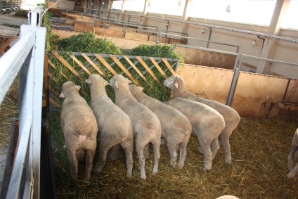 hibrizi comerciali și ovine, agrofirma Vanguard (oi de reproducție) oi și hibrizii mărfii, avangardă ahrofirma