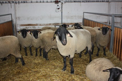oi mărfii și hibrizi, o companie agricolă de avangardă (pentru a vinde oile) oi și hibrizii mărfii, avangardă ahrofirma