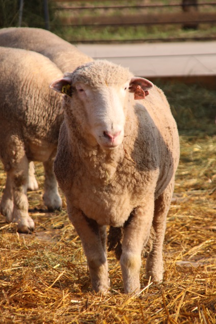 hibrizi comerciali și ovine, agrofirma Vanguard (agrofirma) oi și hibrizii mărfii, avangardă ahrofirma