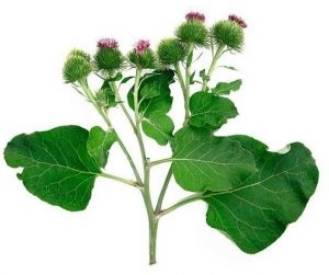 Ierburi pentru miomul uterin (iarbă) Plante medicinale pentru fibrom uterin