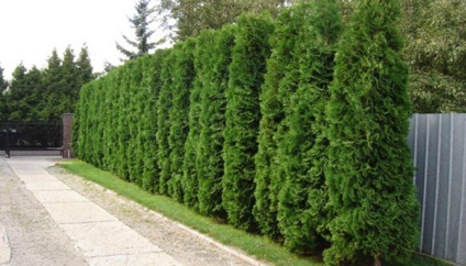 Thuja occidentalis Columna - descriere, poze, plantare și întreținere, video