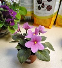 Ingrasaminte violete (îngrășămînt) Ingrasaminte violete