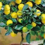 pentru primăvară îngrășământ căpșuni pentru a crește recolta (primăvara) Ingrasaminte căpșuni în primăvară pentru a crește recolta