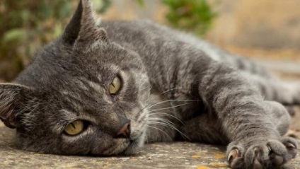 O pisica are laturi solide (cat bolnav) O pisica are laturi solide