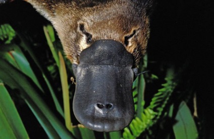 Platypus - istoria studiului evoluției vieții și a puterii (studiul) Platypus - istoria studiului evoluției vieții și nutriție