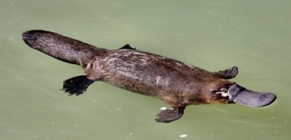 Platypus - istoria studiului evoluției vieții și nutriție (din cauza blana de valoare) Platypus - istoria studiului evoluției vieții și nutriție