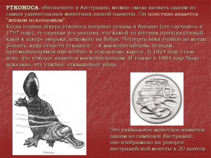 Platypus - istoria studiului evoluției vieții și nutriție (din cauza blana de valoare) Platypus - istoria studiului evoluției vieții și nutriție