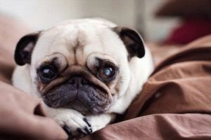 pug inima extinsa (a crescut) pug inima extinsa
