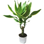 Dracaena Îngrijire (Dracaena de îngrijire de flori) Îngrijire dratsenu