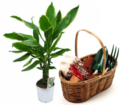 Dracaena Care (Dracaena) Îngrijire dratsenu