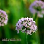 Grija pentru trandafiri în luna aprilie - reședința de vară vienez (de îngrijire) Grija pentru trandafiri, în aprilie - Viena vila