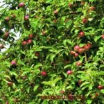 Grija pentru trandafiri în luna aprilie - reședința de vară vienez (de îngrijire) Grija pentru trandafiri, în aprilie - Viena vila