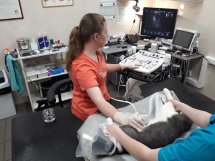 Uzi veterinar pentru animale clinica „Centrul“ (București) (București cu ultrasunete pentru animale de pret) Uzi clinica veterinara pentru animale „Centrul“ (București)
