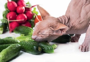 Vegetarianismul pentru câini și pisici (produse de origine animală) Vegetarianismul pentru câini și pisici