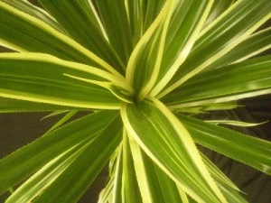 Venus Flytrap sau Dionaea - ingrijire la domiciliu cu o fotografie, un model de gospodărie