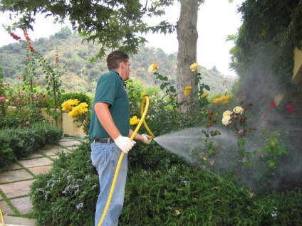 Tratamentul Spring Garden bolilor și dăunătorilor (dăunătorilor) Tratamentul Spring Garden împotriva bolilor și dăunătorilor