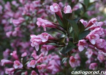 arbuști Weigela (Weigel pentru îngrijirea) Weigela Bush