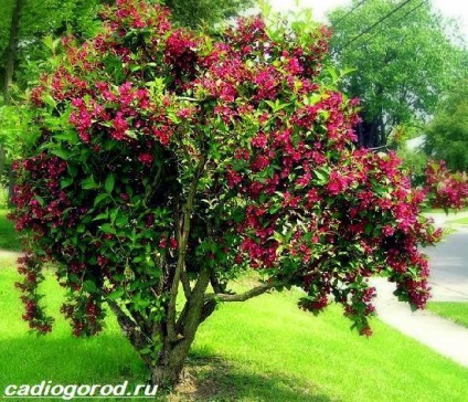 Weigel Bush (Weigel Bush. Descriere) Weigela Bush