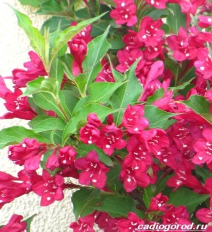 Weigela Bush (inflorescențe de nuanță sunt colectate) Weigela Bush