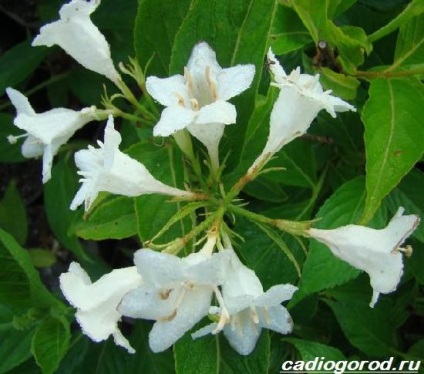 arbuști Weigela (Weigel pentru îngrijirea) Weigela Bush