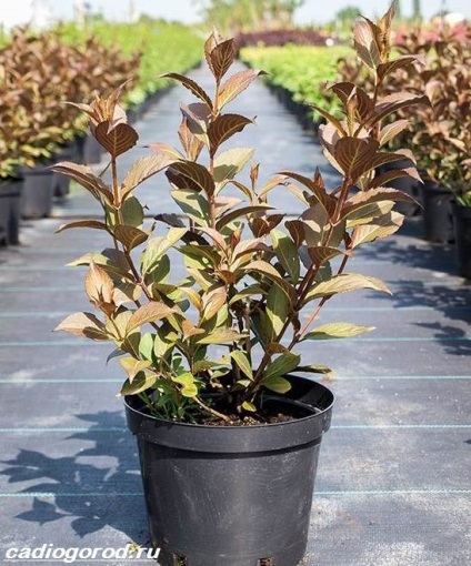 Weigela Bush (Weigela foto) Weigela Bush