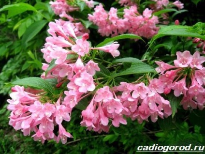 Weigela Bush (popular cu gradinari) Weigela Bush