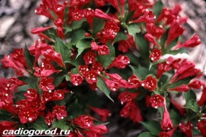 Weigela Bush (Weigela foto) Weigela Bush