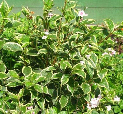 plantare Weigel și de îngrijire, specii și soiuri, fotografie (Weigela Middendorf) plantare Weigel și de îngrijire, specii și varietăți, fotografii