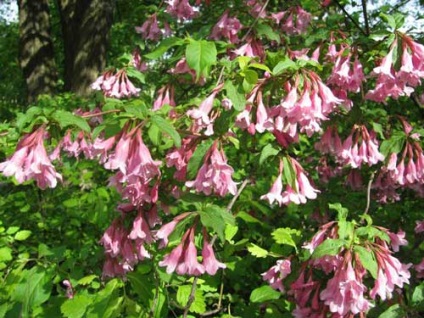 plantare Weigel și de îngrijire, specii și soiuri, fotografie (Weigela hibrid) plantare Weigel și de îngrijire, specii și varietăți, fotografii